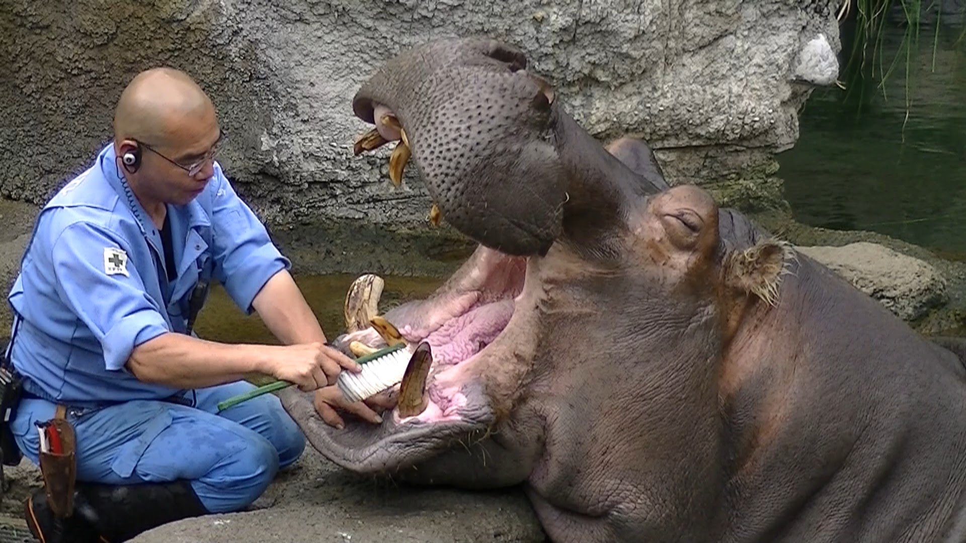 a-hippo-gets-his-teeth-brushed